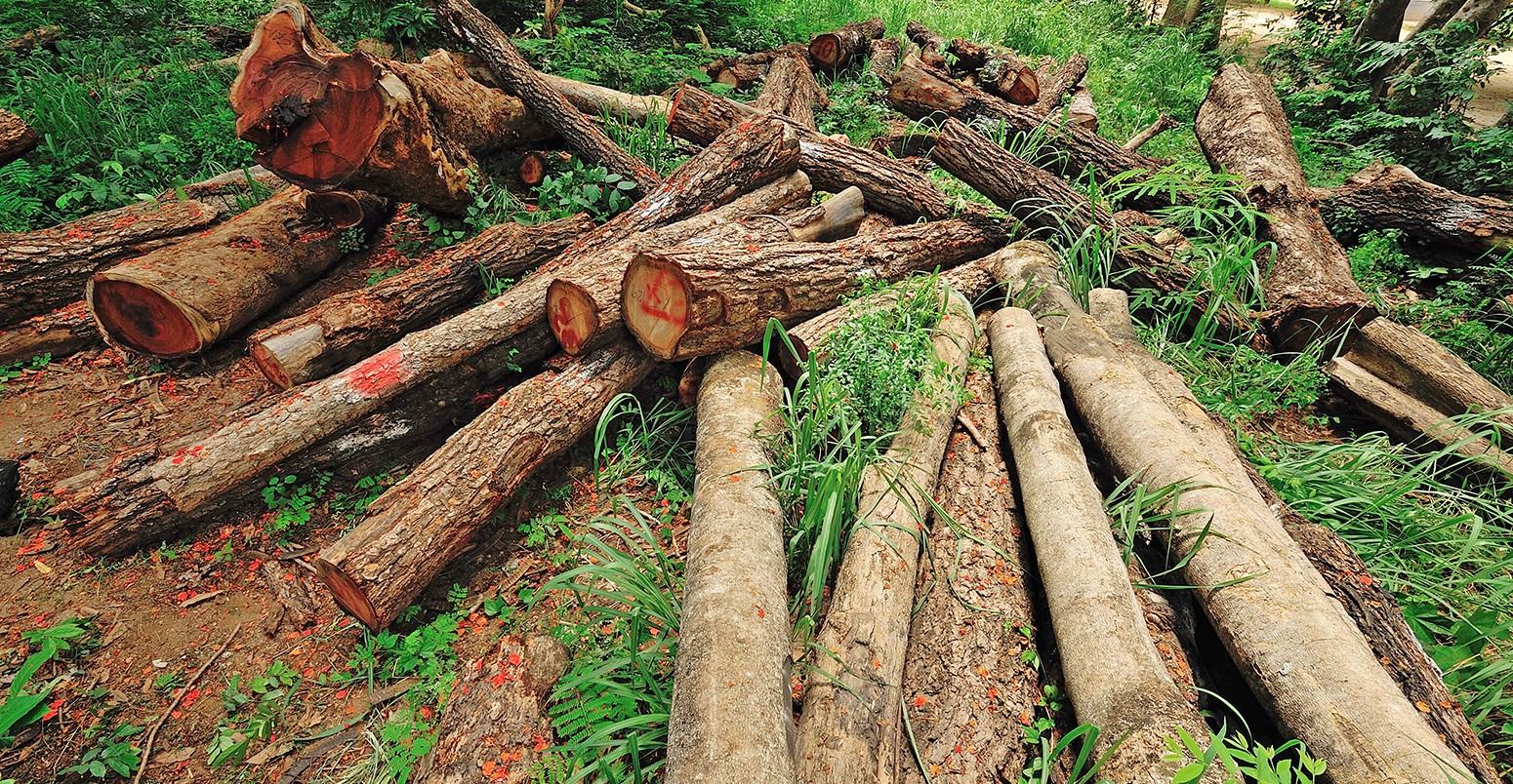 https://chippstree.com/wp-content/uploads/2019/01/The-Global-Deforestation-Crisis-FEATURE.jpg