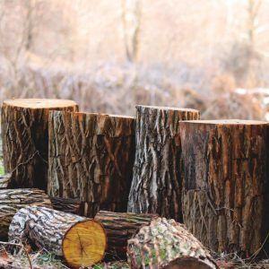 outdoor tree stump ideas