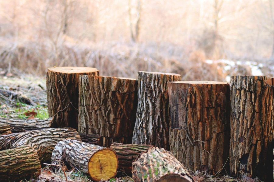 outdoor tree stump ideas