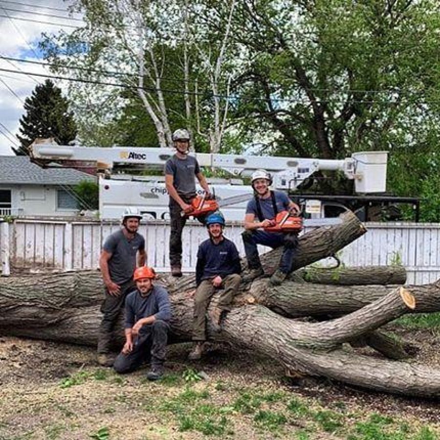Tree Removal Team