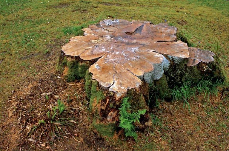 What Happens If You Leave the Stump After Cutting Down a Tree